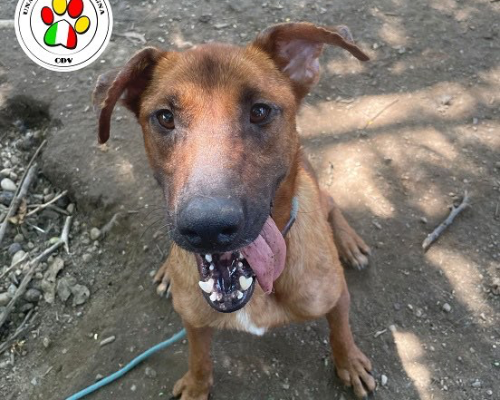Adotta un cane, femmina, 4 anni e 2 mesi, Como