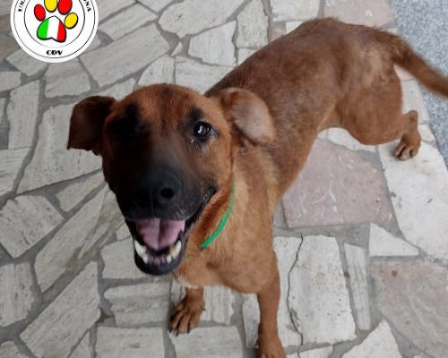 Adozione cane, femmina, meticcio, 4 anni e 2 mesi, taglia media, Como