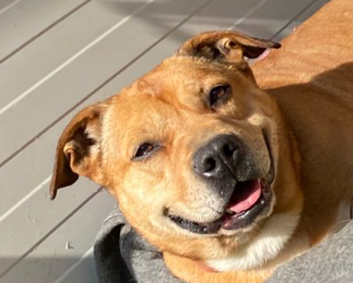 Adotta un cane, taglia media contenuta, femmina, Avellino