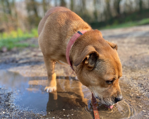 Foto dell'animale