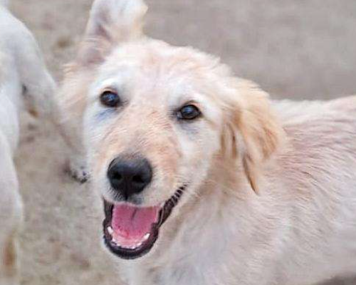 Vuoi adottare un cane a Crotone?