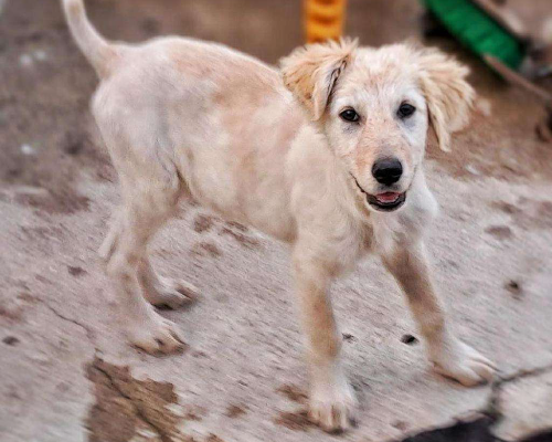 Adotta un cane, femmina, 2 anni e 7 mesi, Crotone