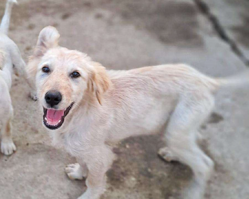 Adotta un cane, taglia media, femmina, Crotone