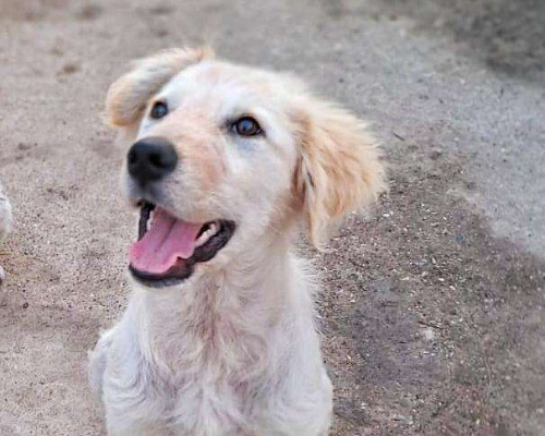Adozione cane, femmina, meticcio, 2 anni e 7 mesi, taglia media, Crotone
