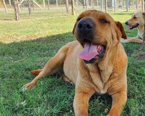 Vuoi adottare un cane a Caserta?