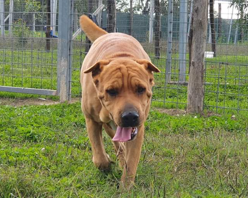 Adotta un cane, taglia media, femmina, Caserta