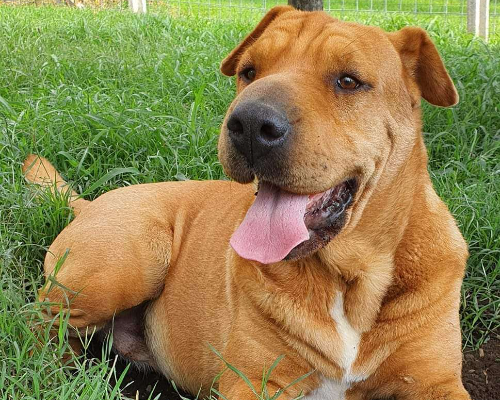 Foto dell'animale