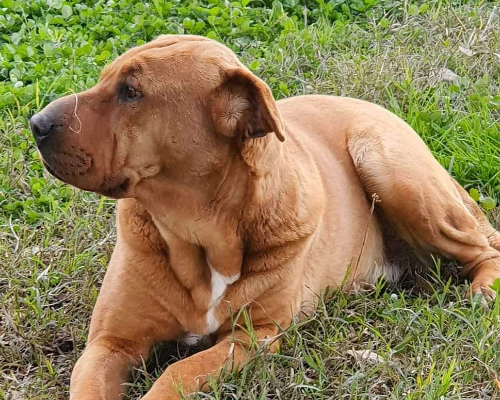 Adotta un cane, femmina, 4 anni  e 4 mesi , Caserta
