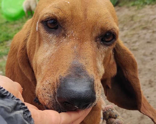 Vuoi adottare un cane a Viterbo?