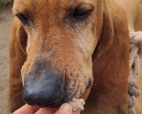 Adotta il cane Gugia a Viterbo