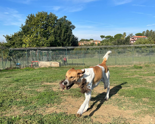 Adotta il cane bethoven a Roma