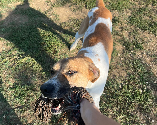Adotta un cane, taglia media, maschio, Roma