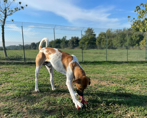 Vuoi adottare un cane a Roma?