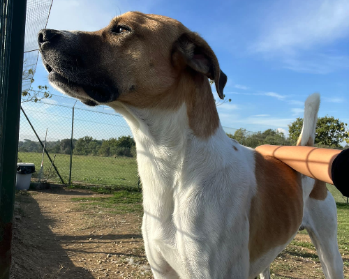 Adotta un cane, maschio, 3 anni  e 5 mesi , Roma