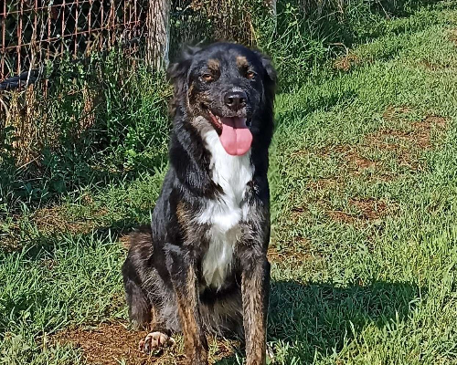 Adotta un cane, femmina, 4 anni e 2 mesi, Latina