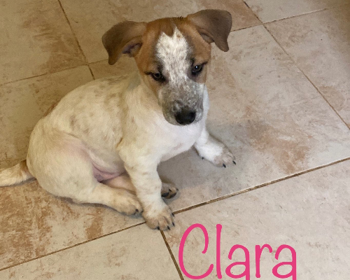 Adotta un cane, femmina, 2 anni  e 4 mesi , Chieti