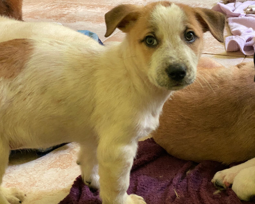 Adotta un cane, taglia media contenuta, femmina, Chieti