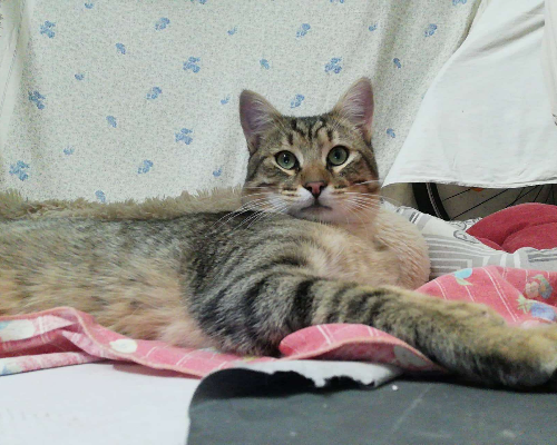 Vuoi adottare un gatto a Brindisi?