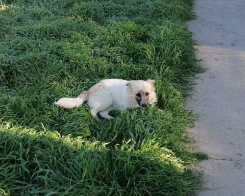 Adotta un cane, maschio, 3 anni  e 6 mesi , Bologna