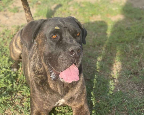 Adotta un cane, maschio, 6 anni e 5 mesi, Napoli