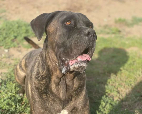 Adotta un cane, taglia gigante, maschio, Napoli