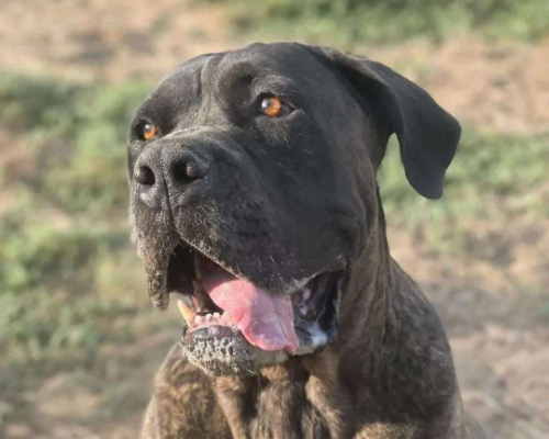 Adozione cane, maschio, Corso, 6 anni e 5 mesi, taglia gigante, Napoli