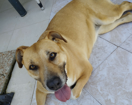 Adotta un cane, femmina, 9 anni e 5 mesi, Napoli