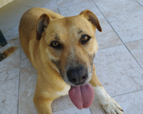 Adozione cane, femmina, meticcio, 9 anni e 5 mesi, taglia media, Napoli