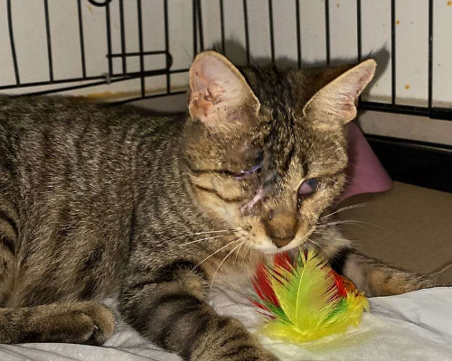 Adotta un gatto, femmina, 2 anni  e 11 mesi , Bari