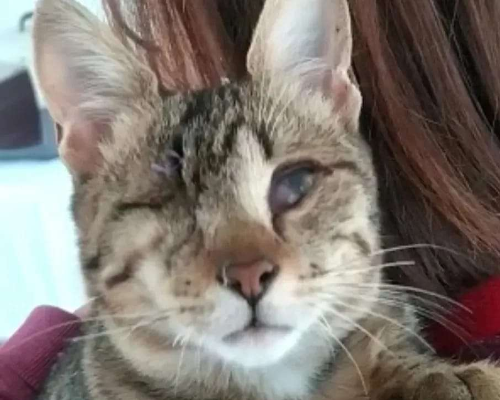 Vuoi adottare un gatto a Bari?