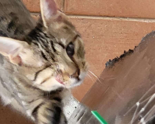 Adotta un gatto, taglia non valida, femmina, Bari