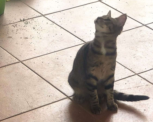 Adotta il gatto Pandora a Bari