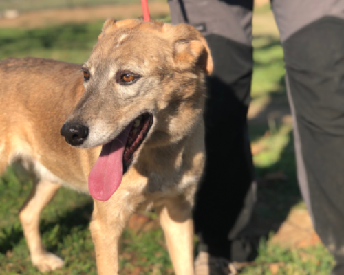 Adotta un cane, taglia media, maschio, Roma