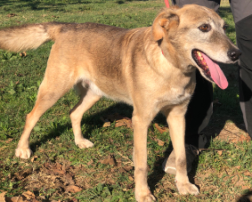 Vuoi adottare un cane a Roma?