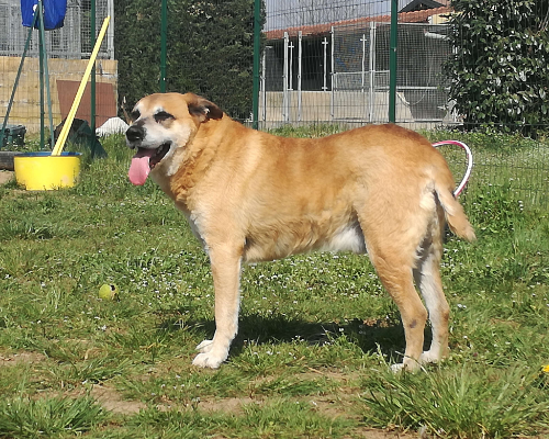 Foto 1 dell'animale