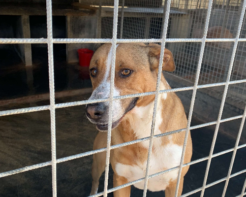 Adotta un cane, taglia grande, femmina, Bari