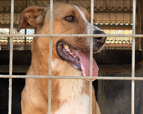 Foto dell'animale