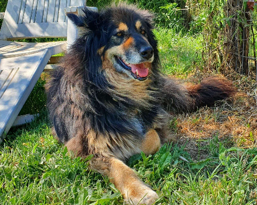 Adotta un cane, taglia gigante, femmina, Latina