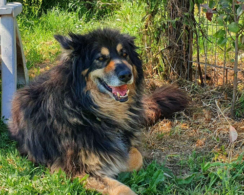 Foto dell'animale