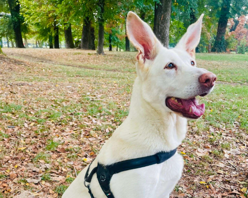 Adotta un cane, taglia grande, femmina, Milano
