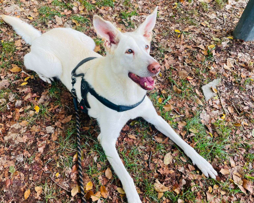 Adotta un cane, femmina, 13 anni  e 7 mesi , Milano
