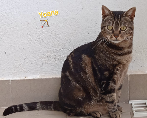 Vuoi adottare un gatto a Firenze?