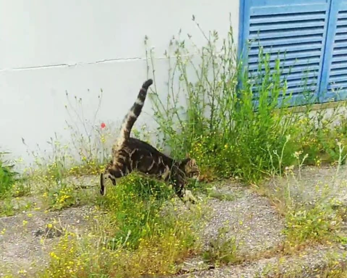 Adotta un gatto, femmina, 5 anni e 2 mesi, Firenze