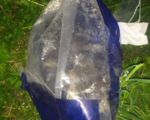 Adotta un gatto, taglia non valida, femmina, Firenze