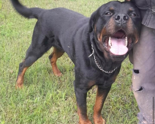 Adotta un cane, maschio, 5 anni e 3 mesi, Roma