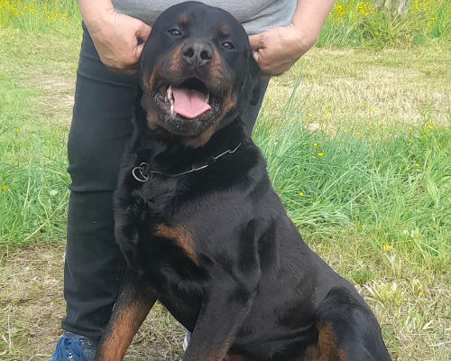 Adozione cane, maschio, Rottweiler, 5 anni e 3 mesi, taglia grande, Roma