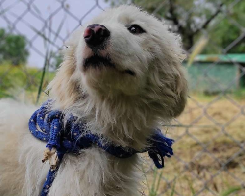 Adozione cane, femmina, Pastore maremmano, 3 anni, taglia media, Viterbo