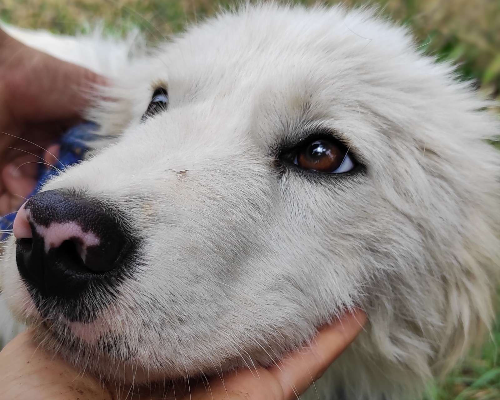 Adotta il cane Lulù a Viterbo