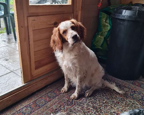Adotta un cane, femmina, 9 anni  e 11 mesi , Napoli