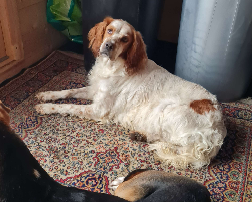 Adotta un cane, taglia media, femmina, Napoli